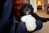 Brian Mosteller, Director of Oval Office Operations, sits with Bo, the Obama family dog, in the Outer Oval Office, June 20, 2012. 