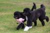 Sunny, left, and Bo, the Obama family dogs, play on the South Lawn of the White House, August 19, 2013. 